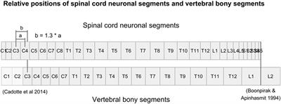 A Review of the Segmental Diameter of the Healthy Human Spinal Cord